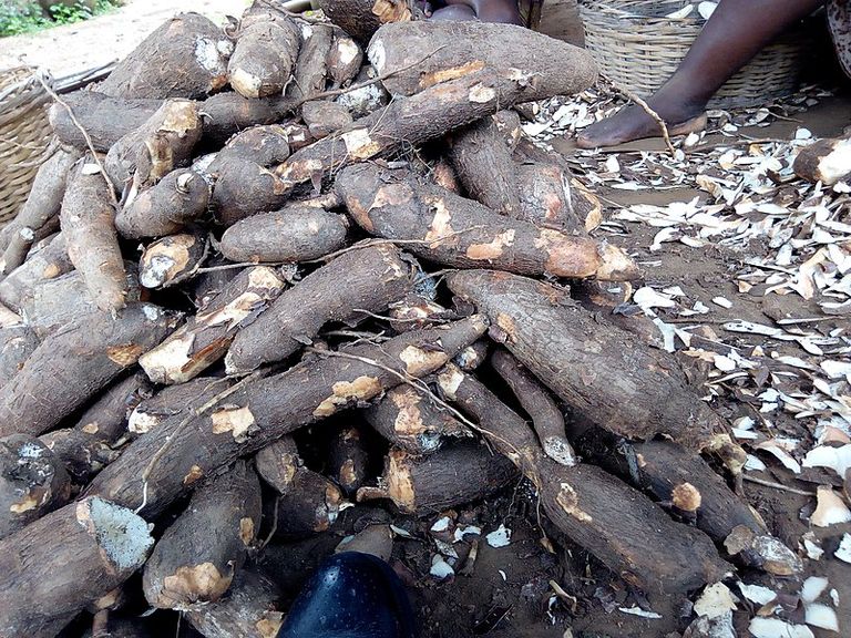 800px-Cassava_bunch_in_ososun,_Nigeria.jpg