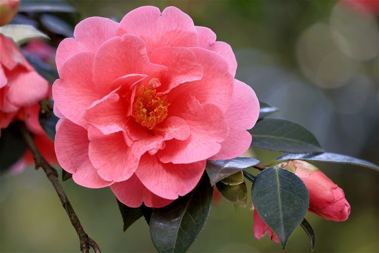 239.-camellia-7170471_1920.jpg