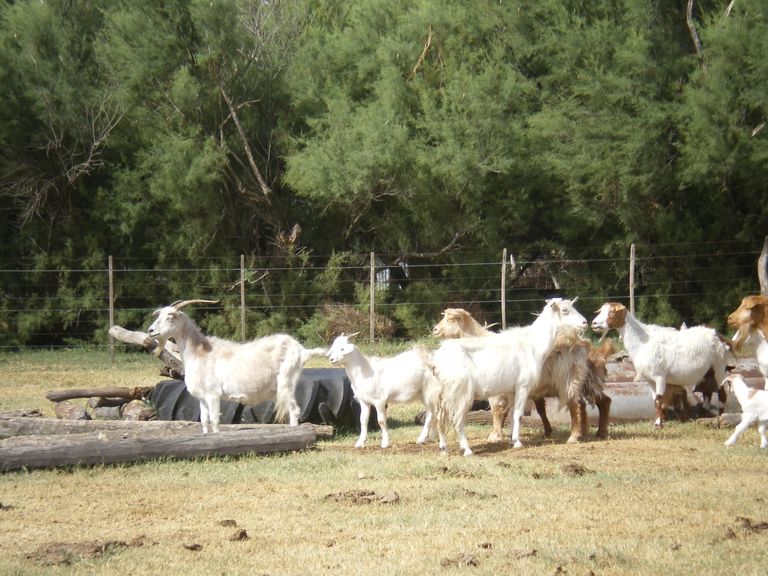 85.-Cabras-9.JPG