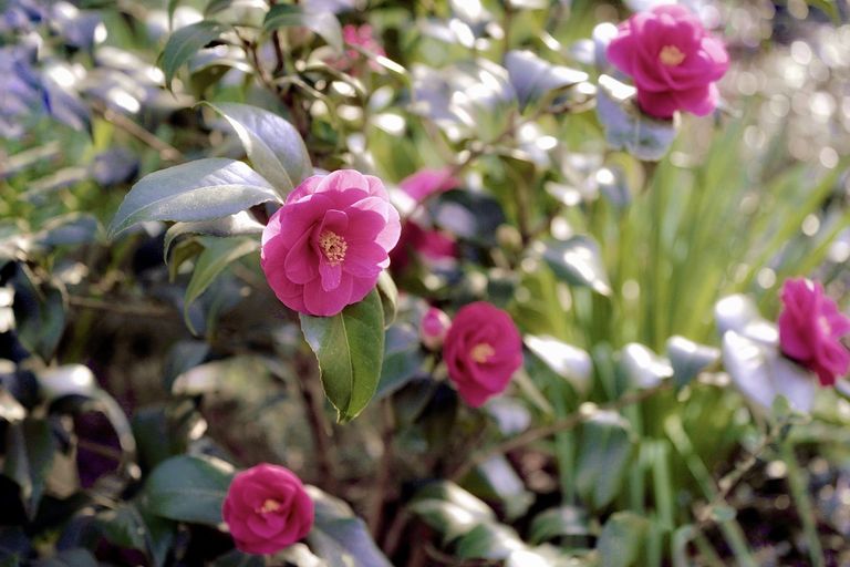 239.-japanese-camellia-5031541_1920.jpg