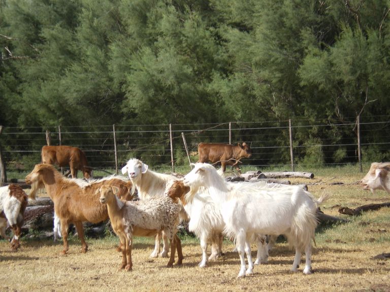 85.-Cabras-8.JPG