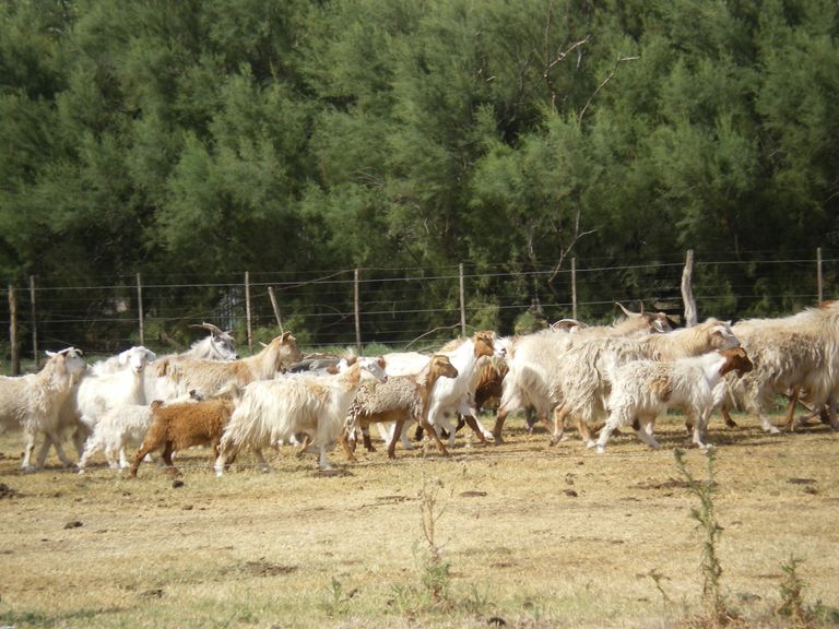 82.-Fin de semana en una factoría de la pampa argentina-8.JPG