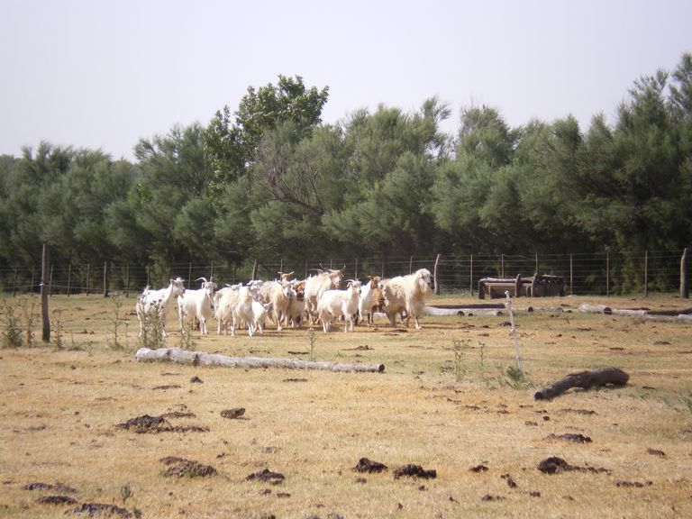 85.-Cabras.JPG