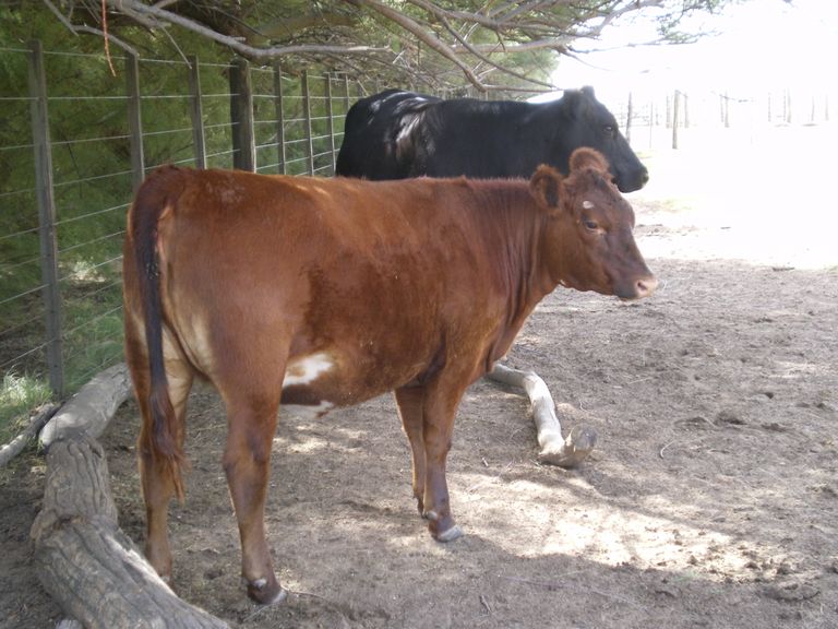 82.-Fin de semana en una factoría de la pampa argentina-12.JPG