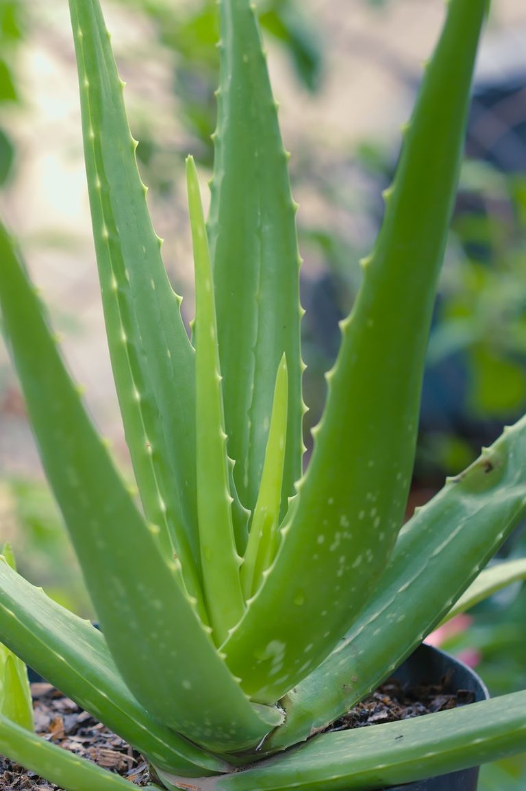 421.-aloe-vera.jpg