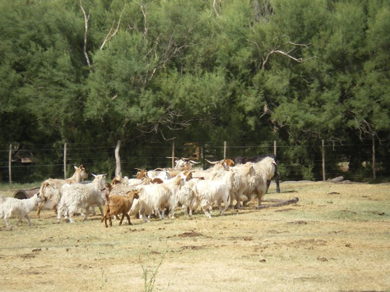 85.-Cabras-1.JPG