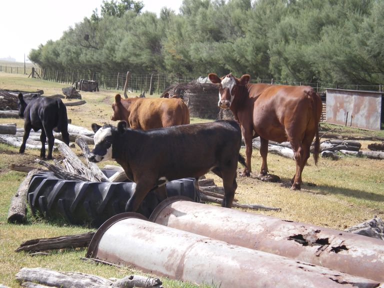 82.-Fin de semana en una factoría de la pampa argentina.JPG