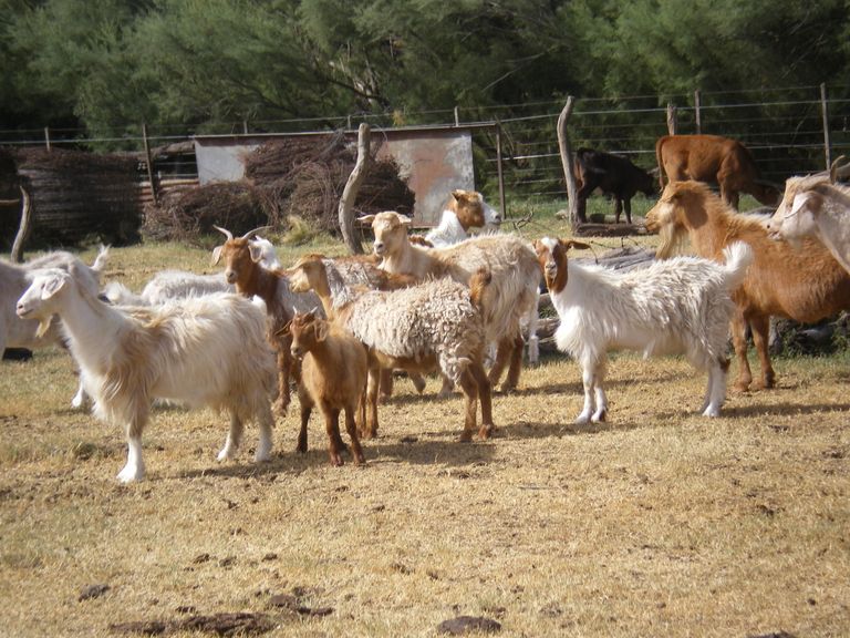 85.-Cabras-5.JPG