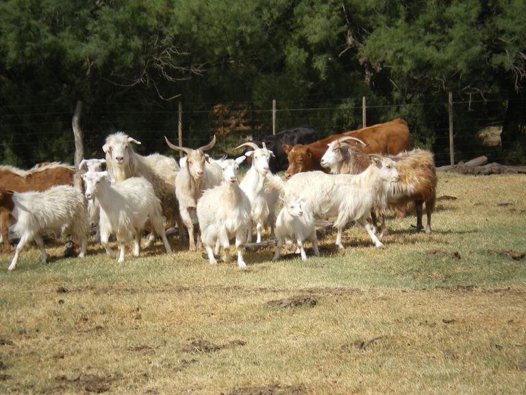 82.-Fin de semana en una factoría de la pampa argentina-9.JPG