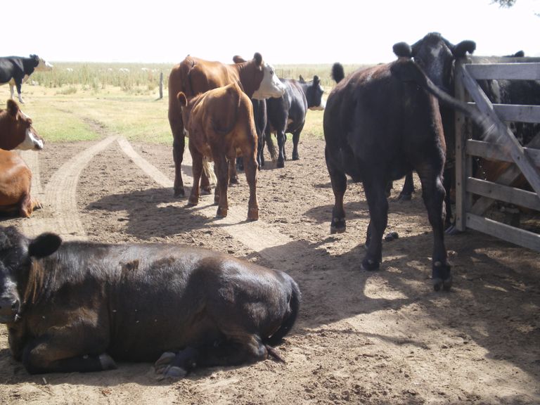 82.-Fin de semana en una factoría de la pampa argentina-1.JPG