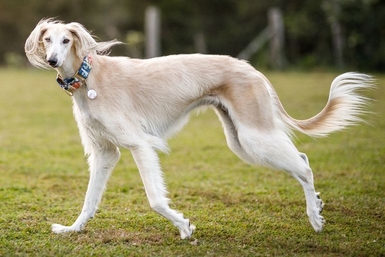 448.-El.perro-Saluki.jpg