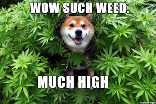 Meme_Shiba_Such_Weed_Much_High.png