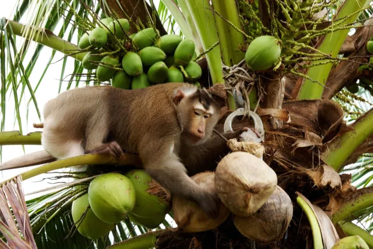 Did_a_Monkey_Pick_Your_Coconuts_-_The_Myths_and_Truths.webp