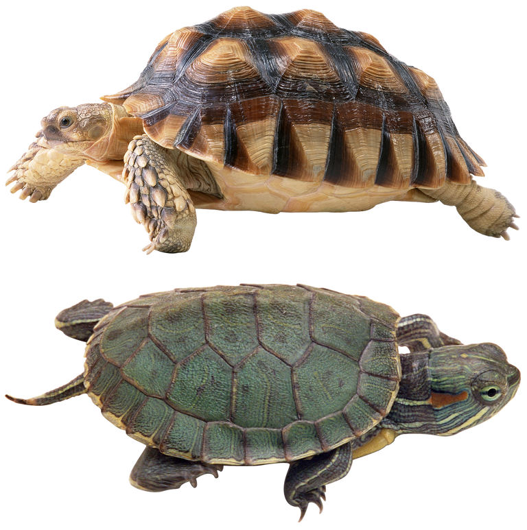 turtle-2902623_1280.png