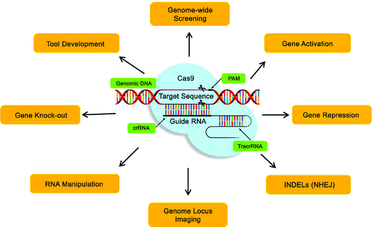 Potential-applications-of-CRISPR-Cas9-systems-in-crop-improvement.png