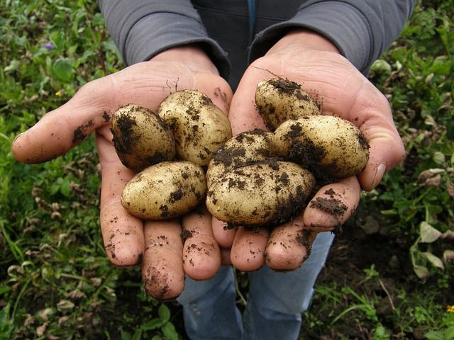 potatoes-2543686_640.jpg