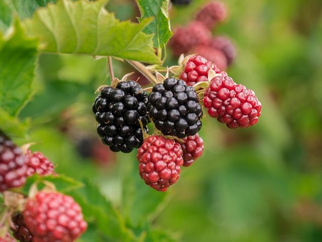 berry-3513546_640.jpg