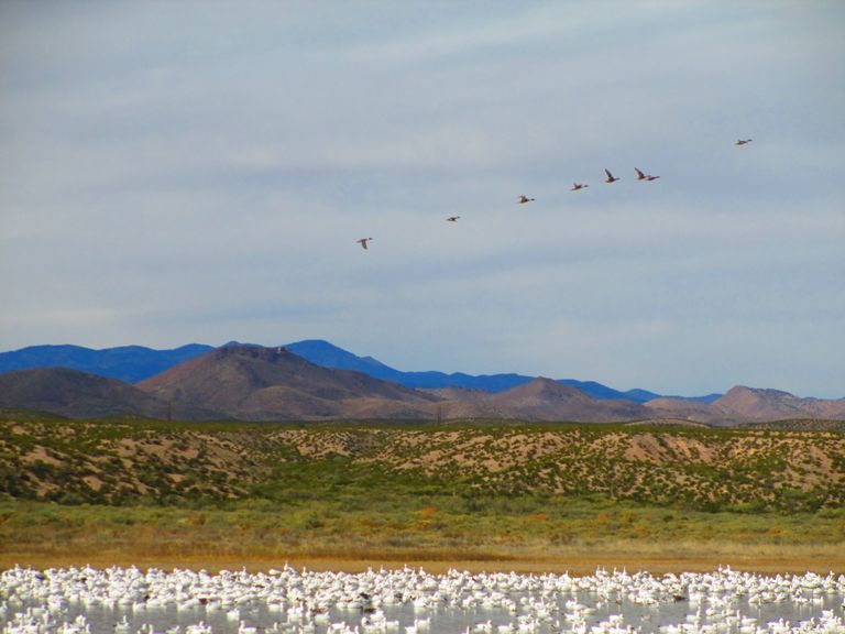 Bosca del Apache NM.jpg