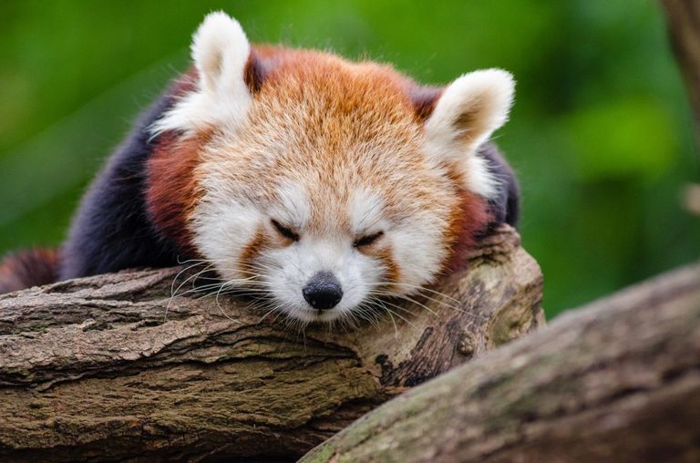 red_panda_sleeps_rest_cute_tired_little_panda_mammal_in_voice_of_endangered-655669.jpg!d.jpg