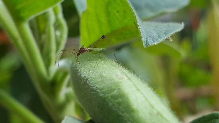 mosquito en datura.jpg