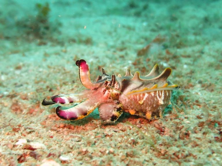 flamboyant-cuttlefish-1537973_960_720.jpg