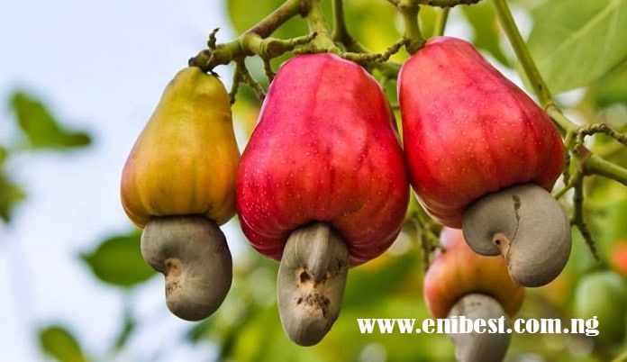 cashew-farming.jpg