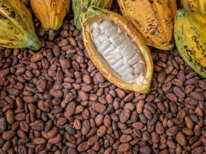 Starting-A-Cocoa-Business-In-Nigeria-And-Profiting-From-It.jpg