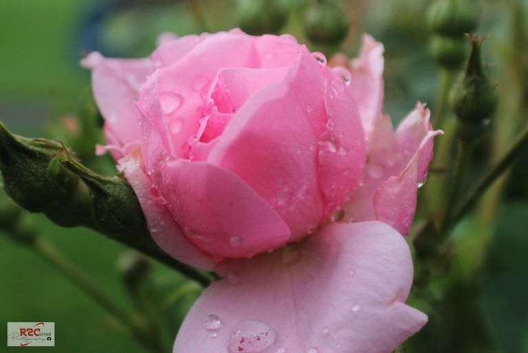 Pink rose-blurt.jpg