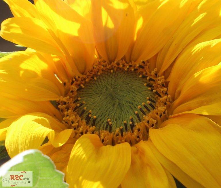 Sunflower-2-blurt.jpg