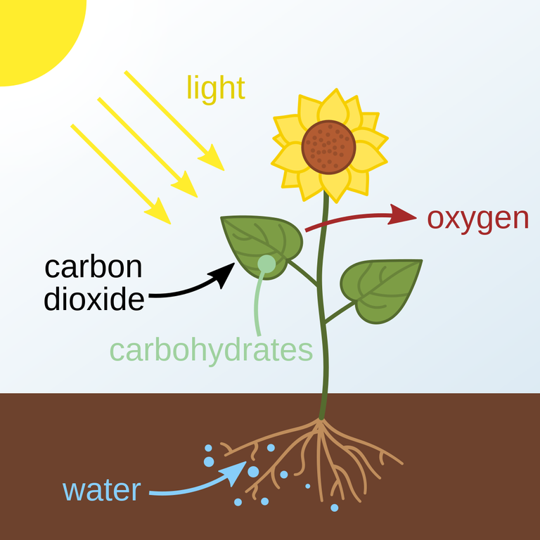 1200px-Photosynthesis_en.svg.png