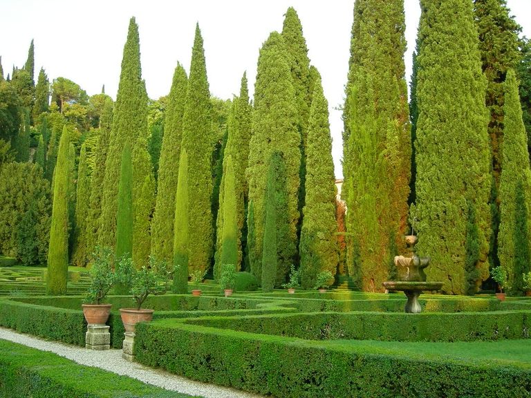 cupressus-sempervirens.jpg