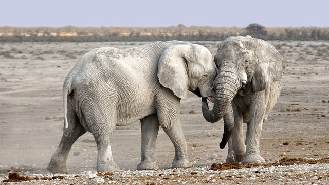 elephants-1170108_640.jpg