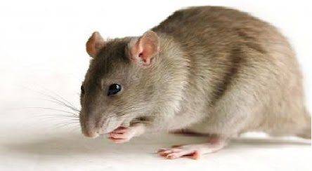 Mouse-Rat.jpg