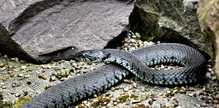 grass-snake-1488853_960_720.jpg