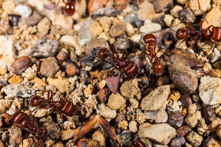 Macro photograph of Red Harvester Ants.jpg
