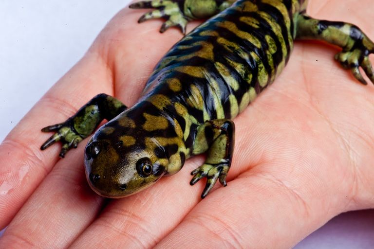 Tiger Salamander.jpg