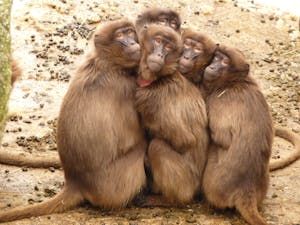 baboons-monkey-mammal-freeze-60023.jpeg