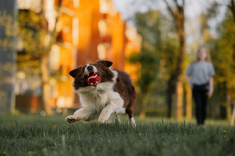 free-photo-of-dog-catching-ball.jpeg