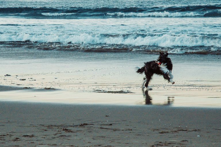 free-photo-of-energetic-dog-playing-by-the-ocean-waves.jpeg