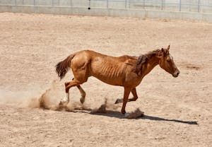 free-photo-of-brown-horse-galloping-in-ecatepec-arena.jpeg