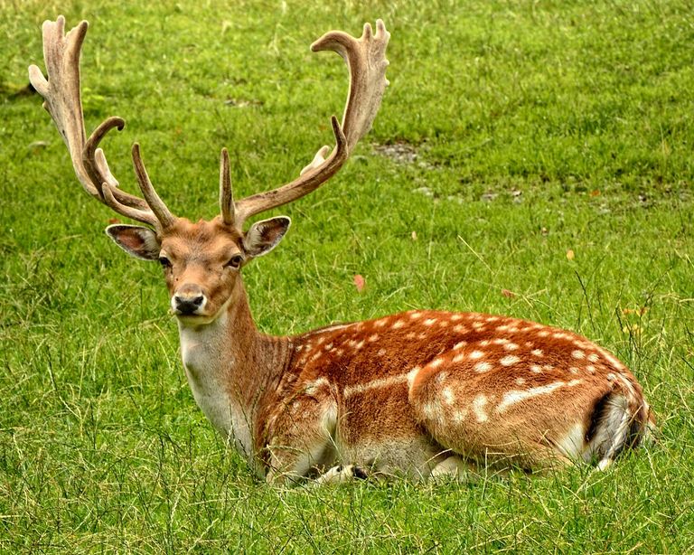 antler-antler-carrier-fallow-deer-hirsch.jpg