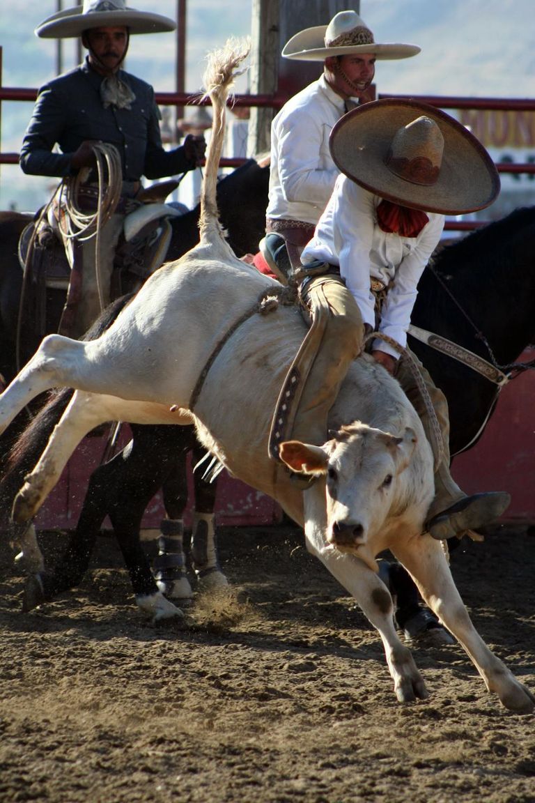 free-photo-of-exciting-rodeo-bull-riding-with-cowboys.jpeg