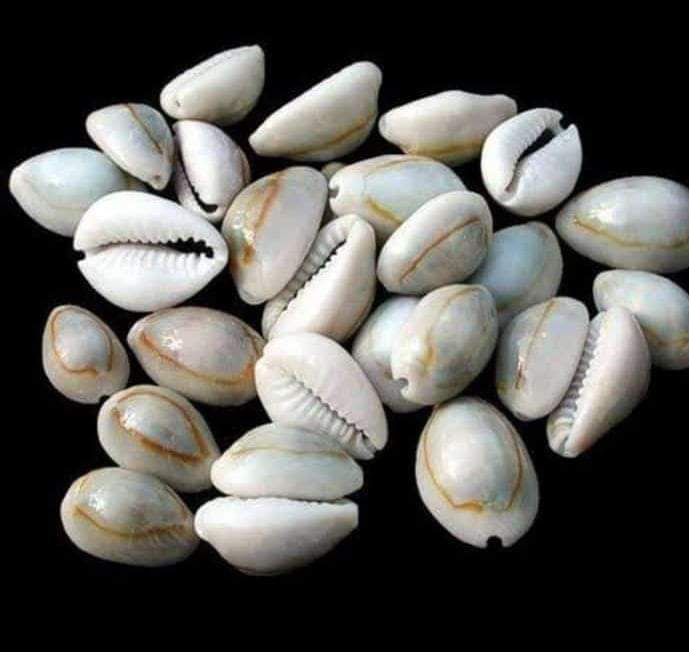 Monetaria moneta, common name the money cowry, is a species of