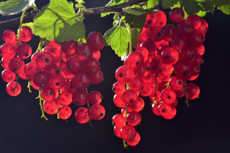 currants-3538617_1280.jpg