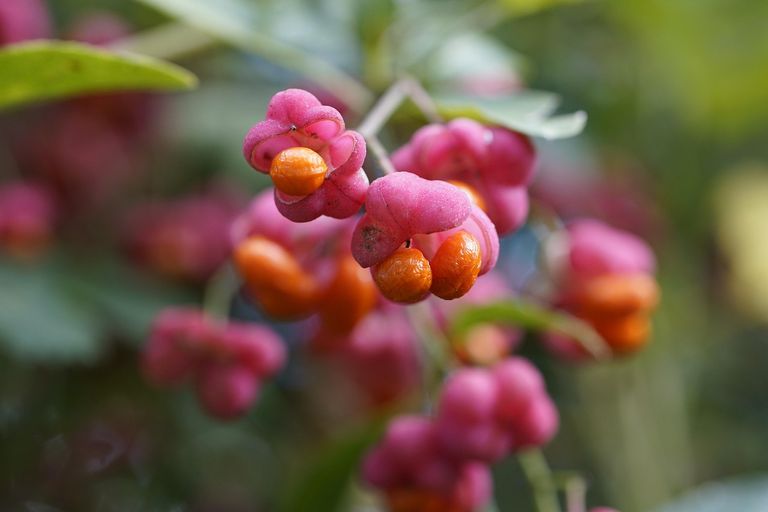 euonymus-europaeus-8353310_1280.jpg