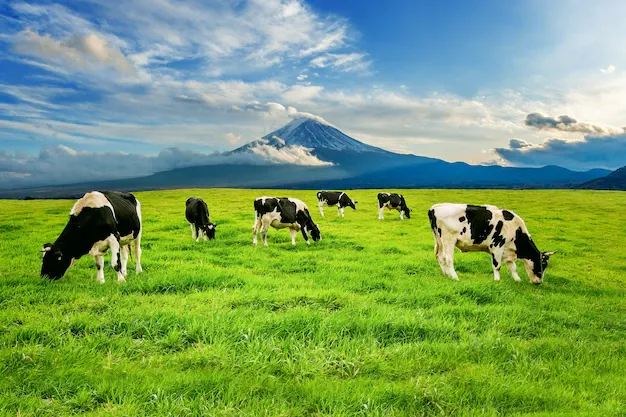 cows-eating-lush-grass-green-field-front-fuji-mountain-japan_335224-36.webp