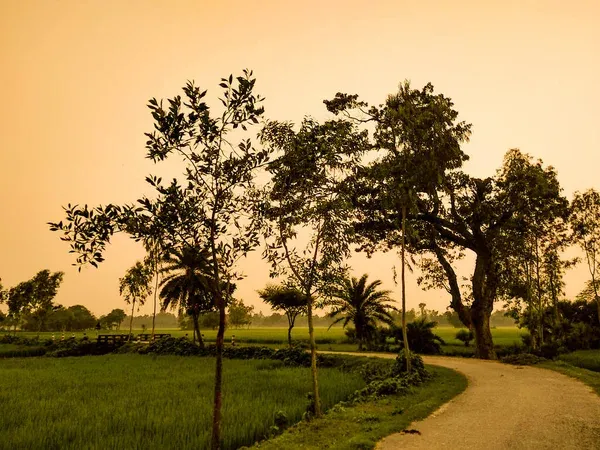 depositphotos_425408608-stock-photo-sunset-landscape-bangladeshi-rice-field.jpg