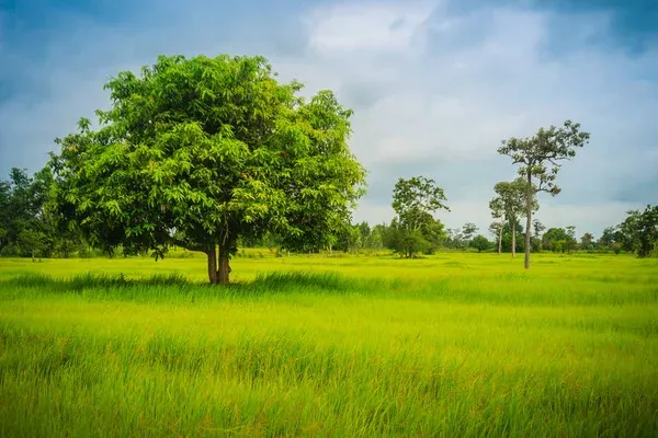 depositphotos_226872860-stock-photo-landscape-view-big-tree-green.jpg