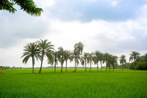 depositphotos_419001476-stock-photo-some-date-palm-trees-standing.jpg