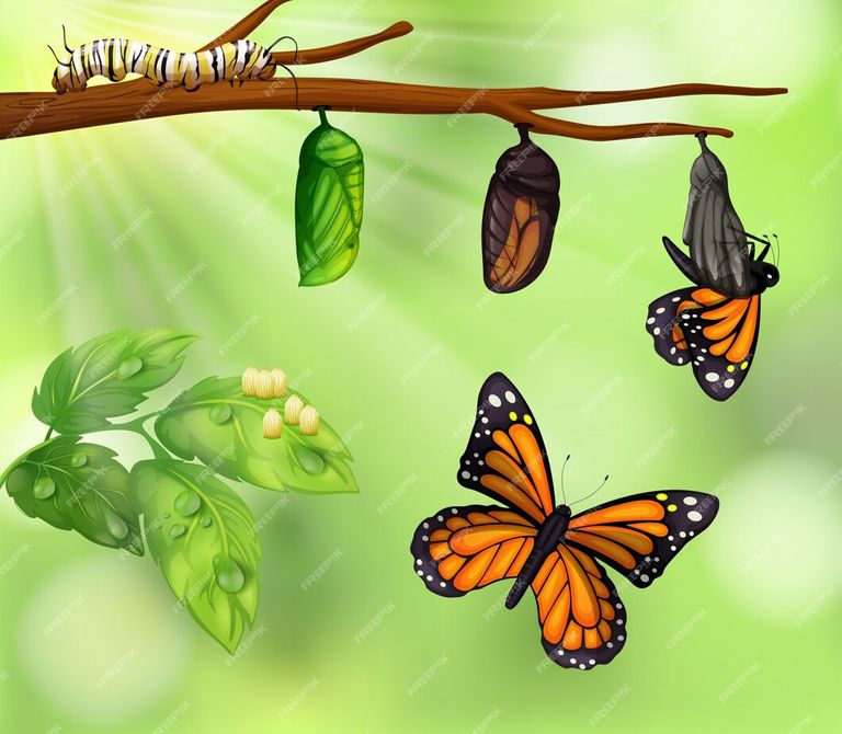 butterfly-life-cycle_1308-16200.jpg